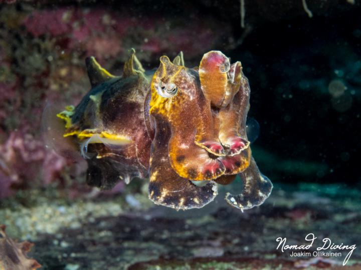 🔥 尋找火焰花枝！微距社群學員搶先報名！