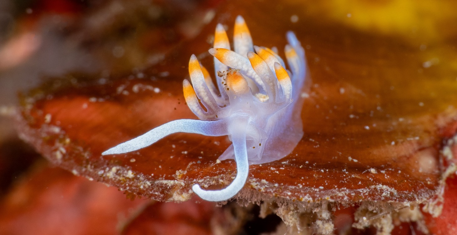 海蛞蝓迷你工作坊 Nudibranch Workshop