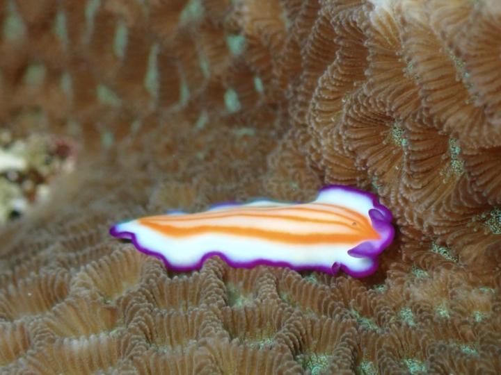 顏色漂亮的海扁蟲