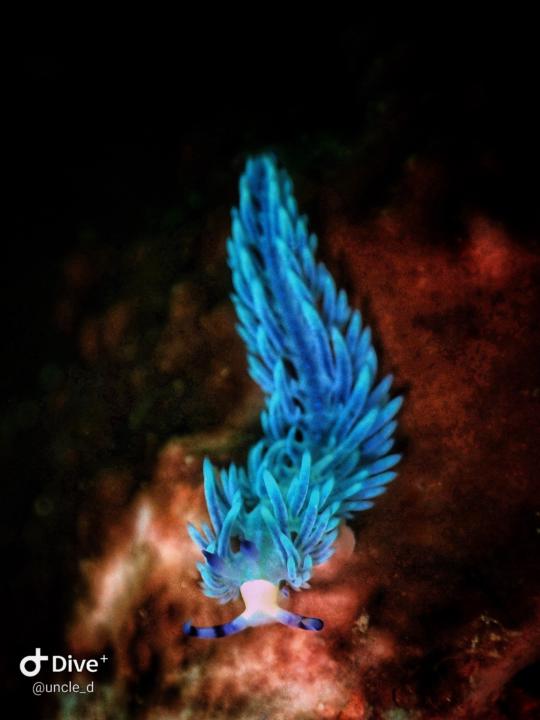 蓝色火焰