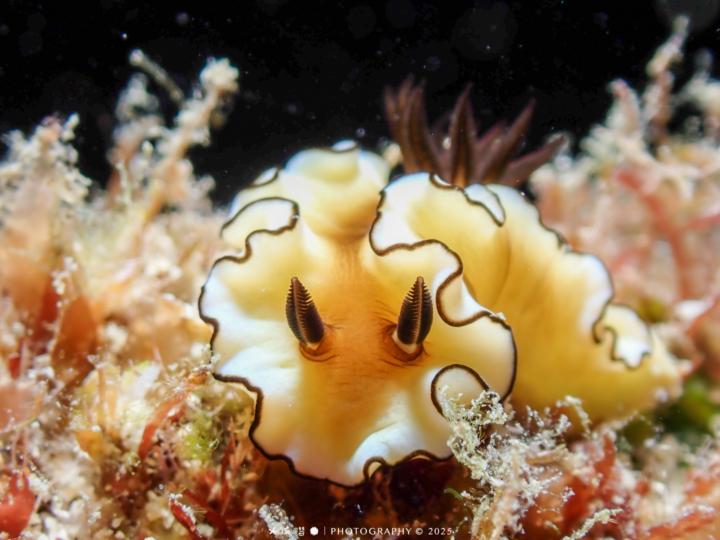 黑邊菱緣海蛞蝓