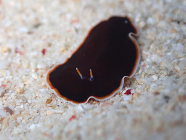 在沖繩找到的扁蟲