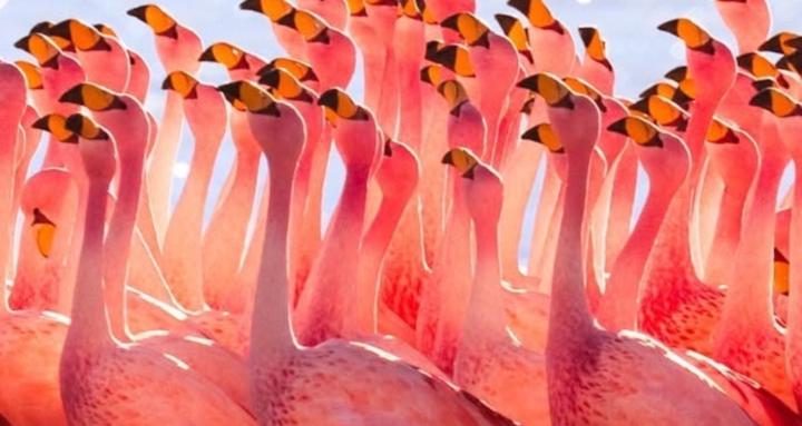 Food Noise Freedom Circle