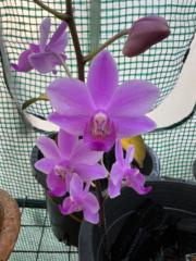 Chasing Sunsets Cattleya