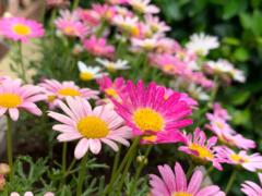 Itzá Ferlini Cartín