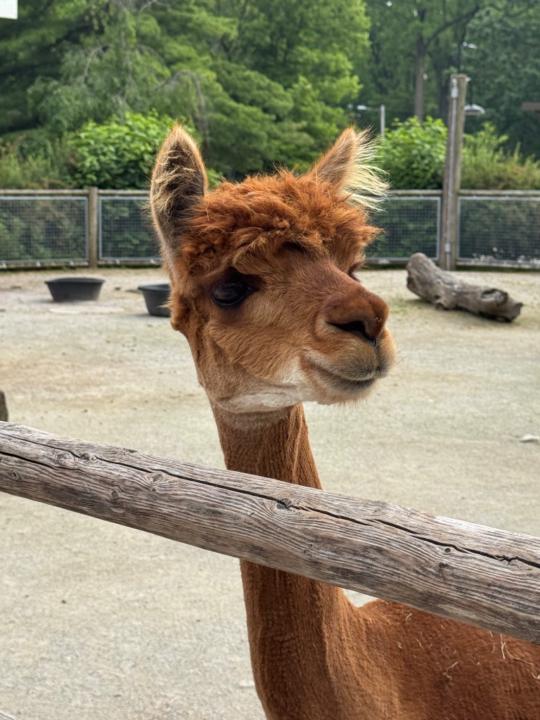 Stephanie Lillengreen