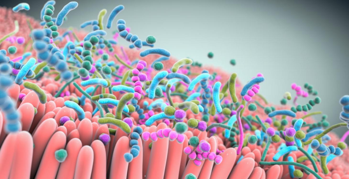 The Importance of The Microbiome-TEST DON’T GUESS!