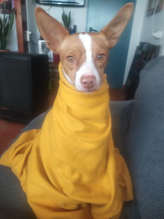 Angel Garcia hidalgo