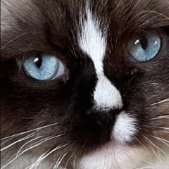 Maria Anna van Diepen