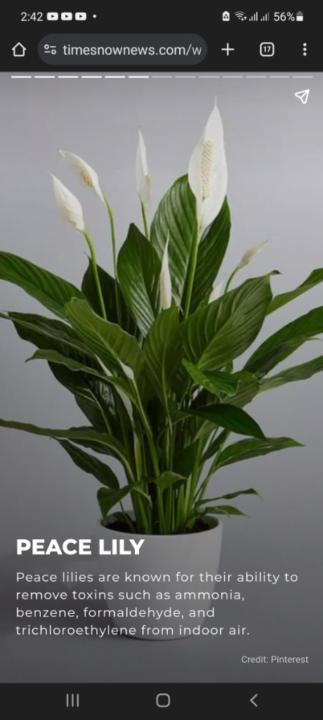 Muhammad Basit Bilal