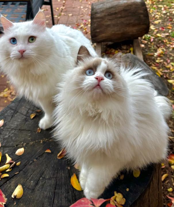 Pet Check! Who's Keeping You Company Today? 🐕🐕‍🦺🐈🐈‍⬛