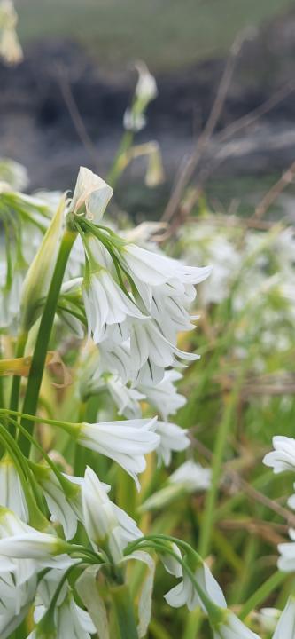 Three Cornered leek.