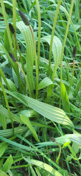 Forage finding. RIBWORT PLANTAIN