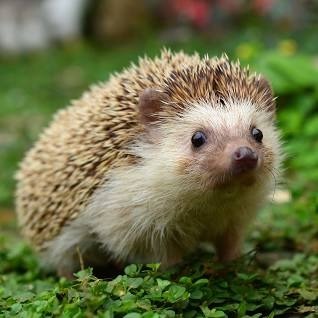 Hannah Hedgehog