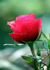 نجاح حسن العبيد