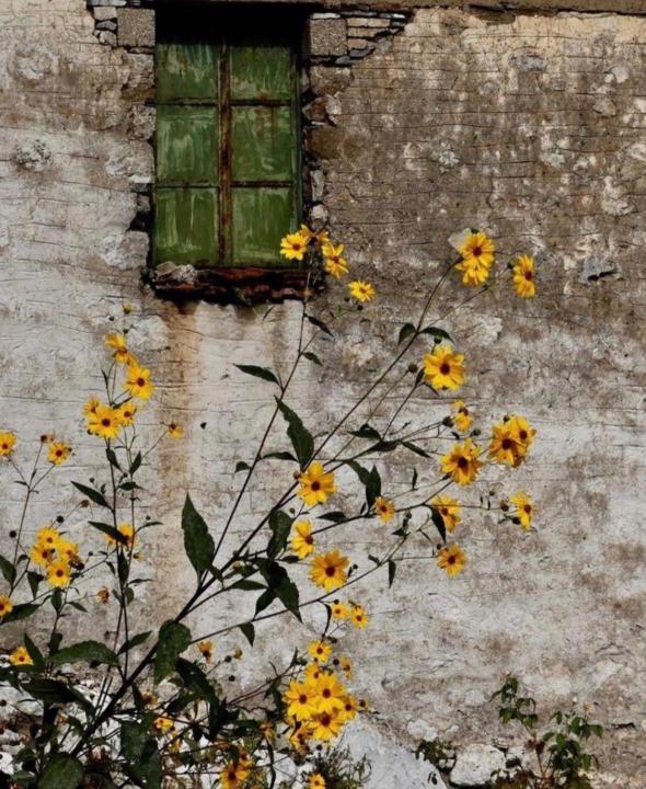 Poemas nacidos en imágenes 🌸🧬