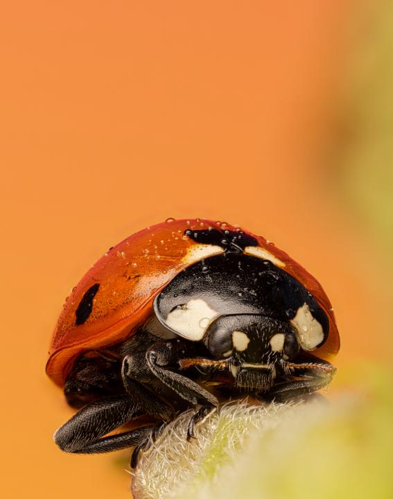 ❤️ Coccinella septempunctata