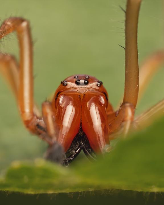 Miradas que matan, La araña de saco.