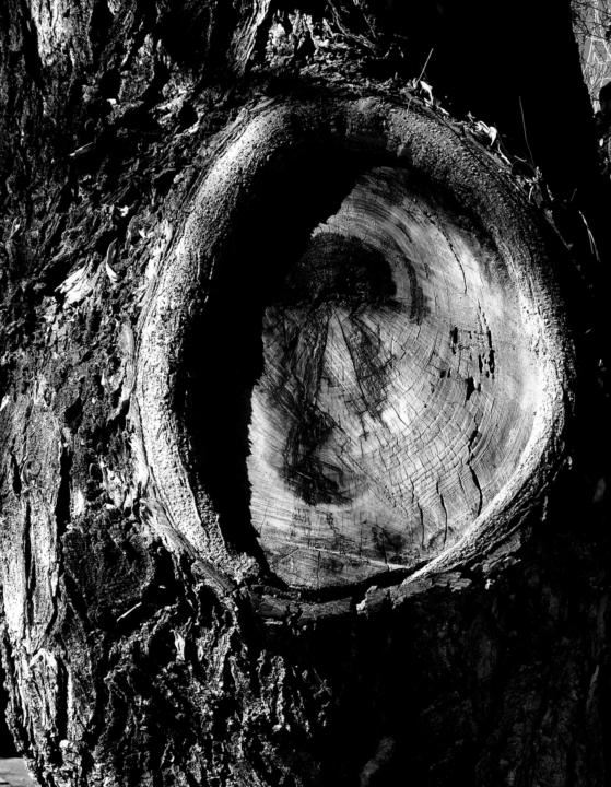 Proceso creativo de "El jardín de las emociones"