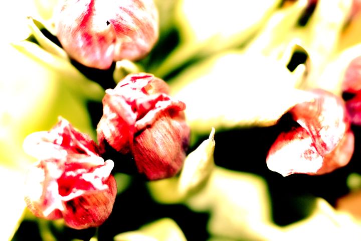 No rain no flowers 
