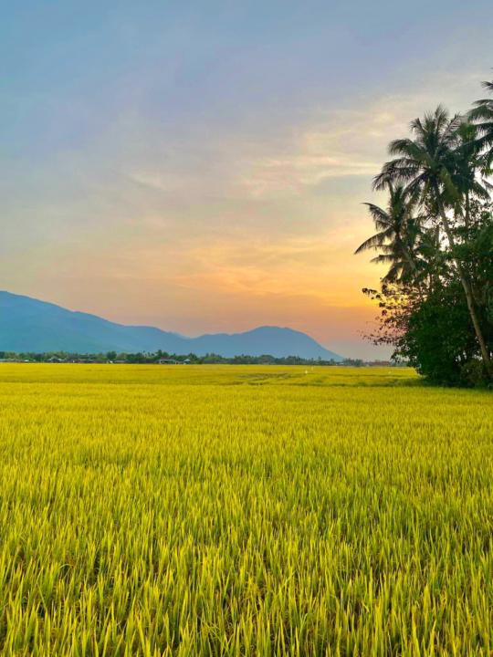 Chí Hội Chihoi