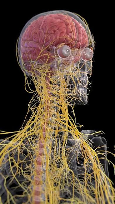 A Message From Your Nervous System (Yes, Really)