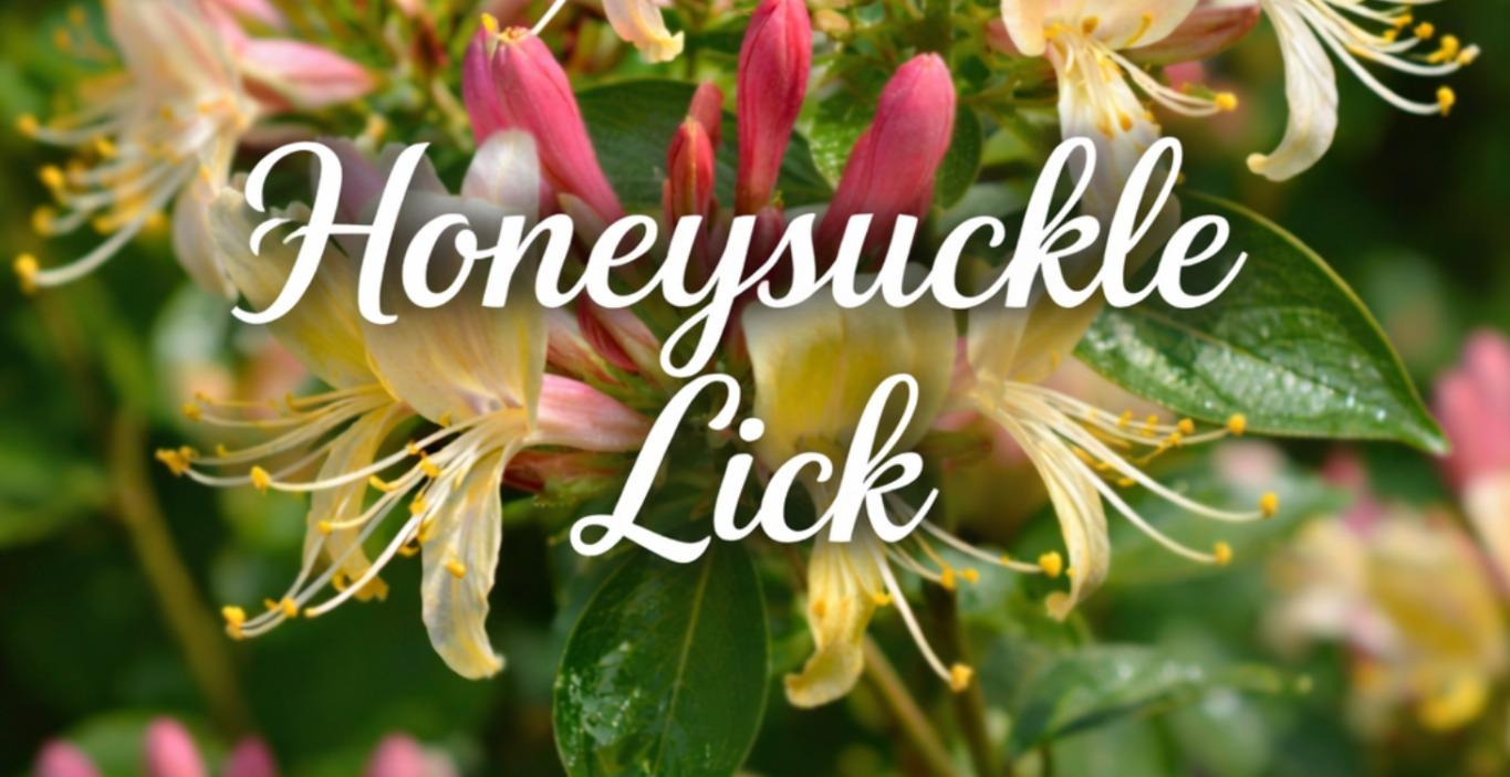 Jazz Line 5# - The Honeysuckle Lick