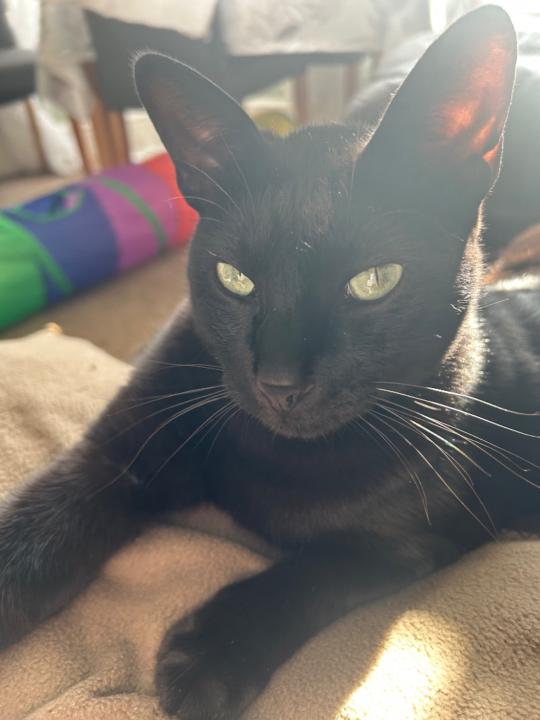 Chris Luke