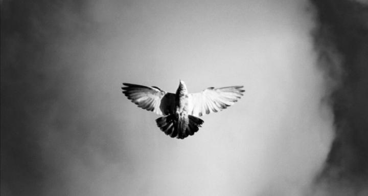 The Healing Rebellion 