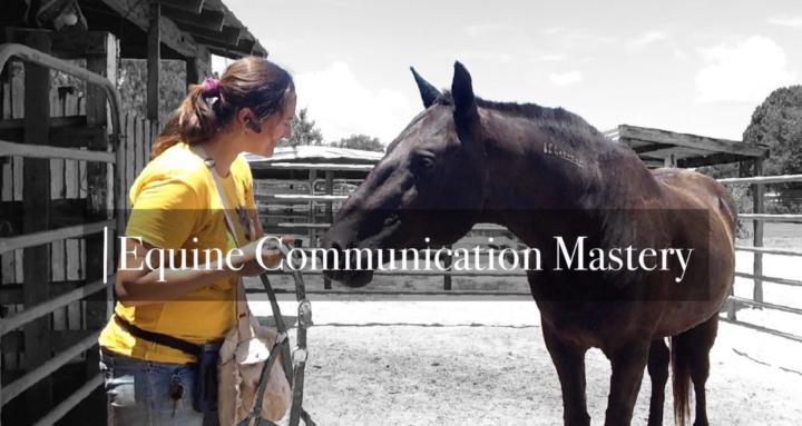 Equine Groundwork Academy