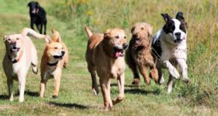 Dog Tribe