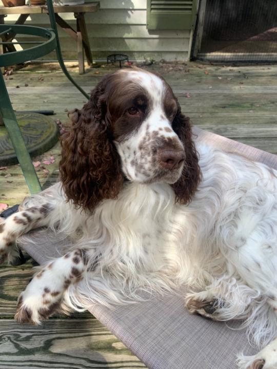 Cynthia Vanaudenhove