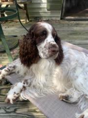 Cynthia Vanaudenhove