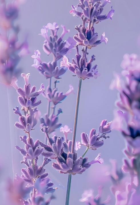 Diane Chaffers-Scherer