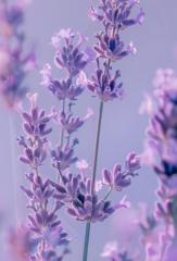 Diane Chaffers-Scherer