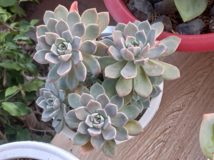 Nguyễn Thanh Tùng