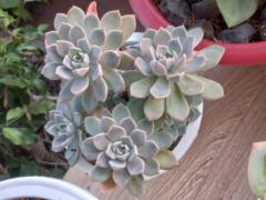 Nguyễn Thanh Tùng