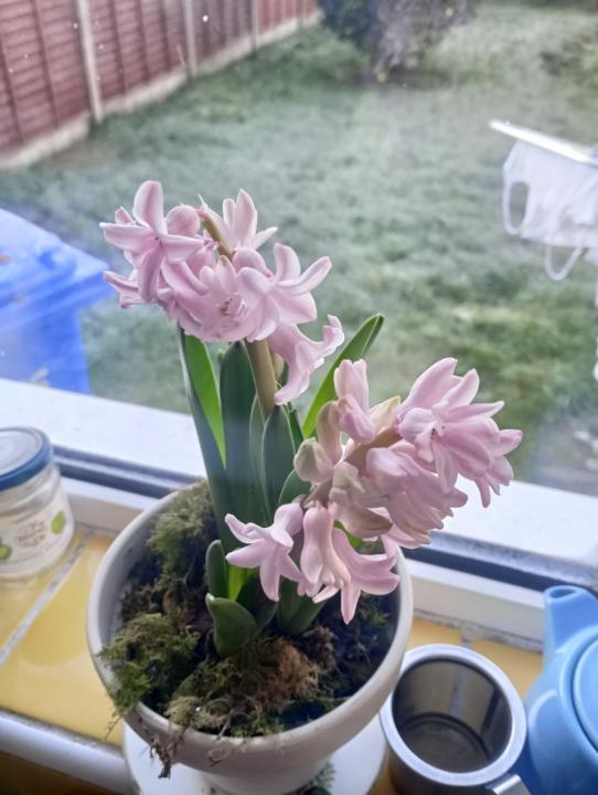 Daisy Coco