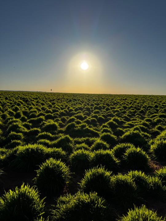 Leo carlos Michel filho