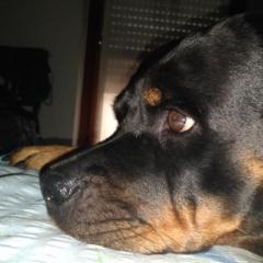 Giulio Bg