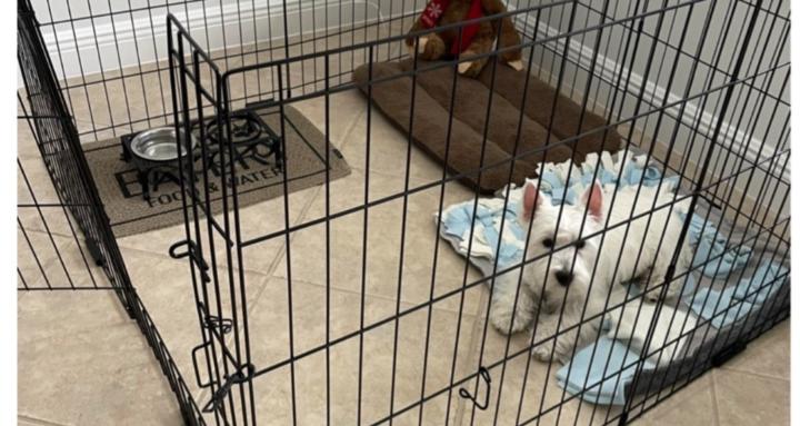 Potty Training for Puppies