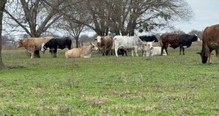 723 Ranch & Cattle Co