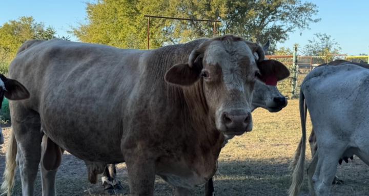 723 Ranch and Cattle Co