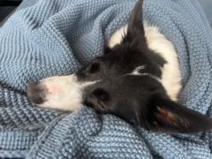 Klasja van de Ridder