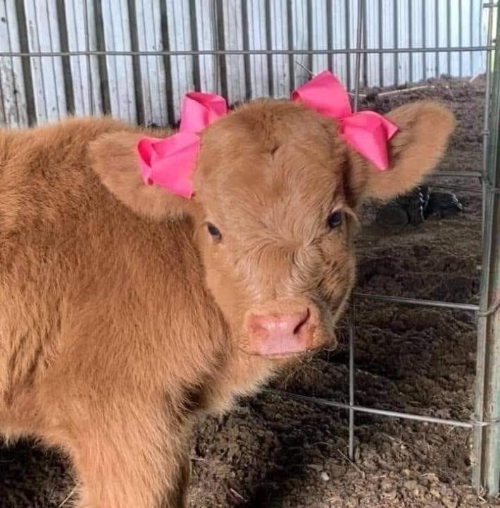 Bulgamchimeg Baysgalan