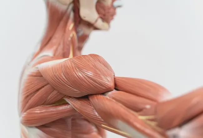 The Truth About Building Muscle