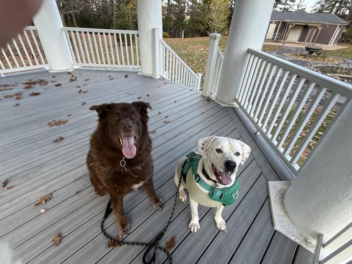 Healthy Dog snack cookies