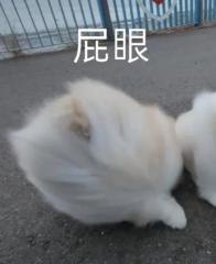 柏滕 蘇