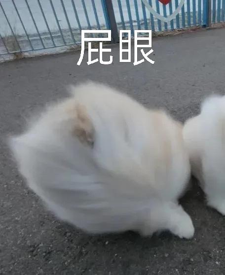 柏滕 蘇