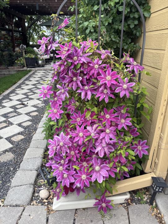 Ohhhh the flowers 🥰